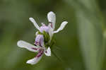 American waterwillow